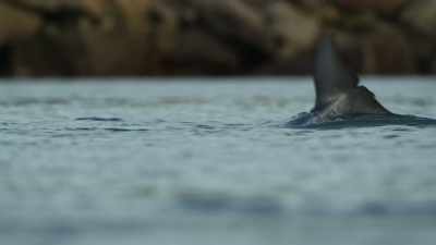 Echolocation is a precision sonar system,
that can detect the size, - Super/Natural