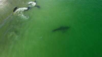 Een van de dingen
die we geleerd hebben van deze tags... - Return of the White Shark