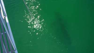 Een witte haai van 3 meter lang. - Return of the White Shark