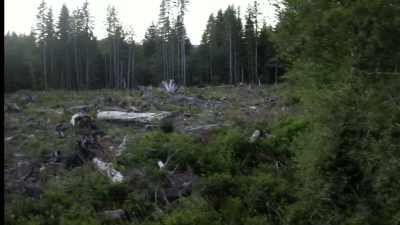 [eerie music playing] - Expedition Bigfoot