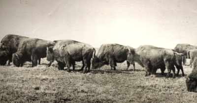 Eight decades later,
it had fallen to zero. - Stars in the Sky: A Hunting Story