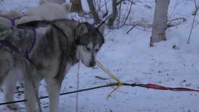 Eight dogs on a light
sled is way too much. - Life Below Zero: Next Generation