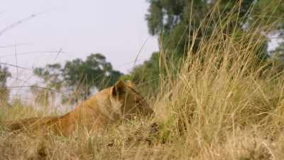 Eight months ago,
Charm's pride numbered ten lions. - Dynasties