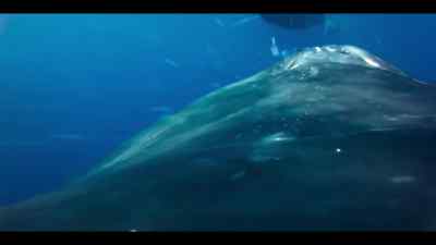 Eighty tons of blubber and muscle collide. - Our Oceans
