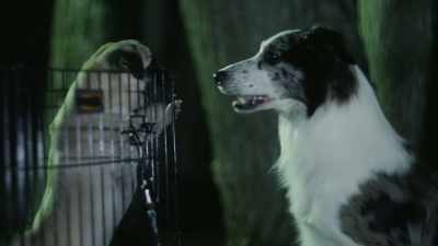 Einstein, let's meet
at the junkyard to celebrate - Junkyard Dogs