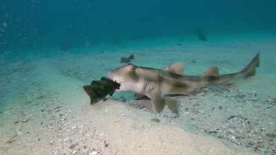 El mănâncă ouă de Port Jackson. - Baby Sharks