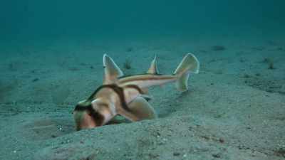 El soarbe viermi
şi alte animale cu corp moale. - Baby Sharks