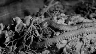 [Elaine] It's still alive. - The Horror of Party Beach