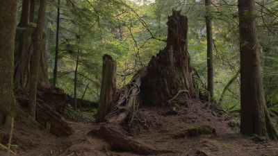 [electricity hums] - Twin Peaks