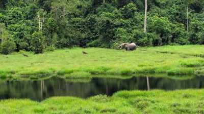 [elephant brays] - Our Planet
