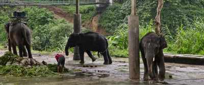 (elephant groaning) - The Last Tourist