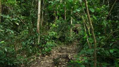 [elephant huffs] - Our Planet