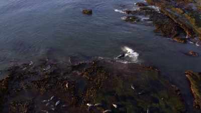 ''Elephant seals are heavily armed
with teeth and nails,'' - Secrets of the Whales