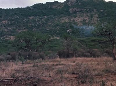 [elephant trumpeting] - The A-Team