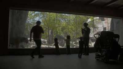 (elephant trumpets) - Secrets of the Zoo