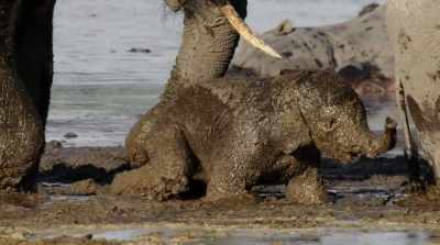 Elephants also use it
to protect their skin from the sun. - Surviving Paradise: A Family Tale