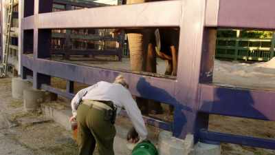 Elephants, and animals in general,
just like people, - Magic of Disney's Animal Kingdom