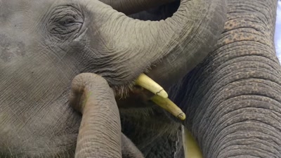 Elephants are meant to be wild. - The Elephant Whisperers