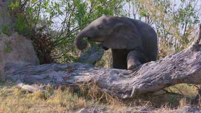 Elephants are really gentle, - In the Footsteps of Elephant