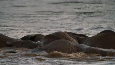 Elephants are sentient animals. - Chasing the Rains