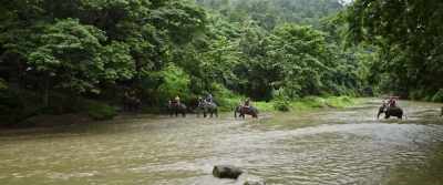 Elephants are still being
poached from the wild - The Last Tourist