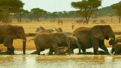 Elephants are too mighty
to be trapped by mud. - Serengeti