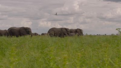 Elephants aren't the only ones worth following. - Big Beasts