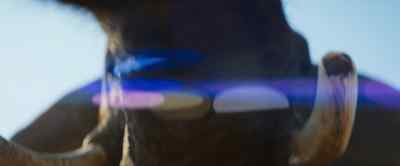 Elephants can detect the
low-frequency rumble of thunder - Our Universe