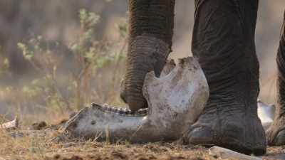 Elephants coming across the bones
of another elephant - In the Footsteps of Elephant