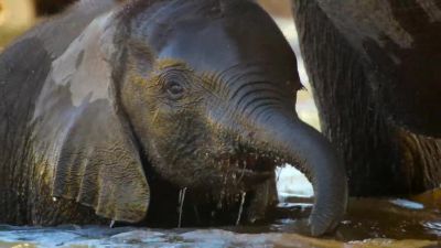 Elephants drink huge amounts of water. - Big Beasts
