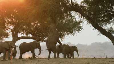 Elephants have used their great
intelligence to help them survive - Seven Worlds, One Planet