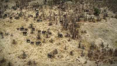 -(ELEPHANTS HUFF, TRUMPET)
-BENEDICT: Trees can't escape. - Super/Natural