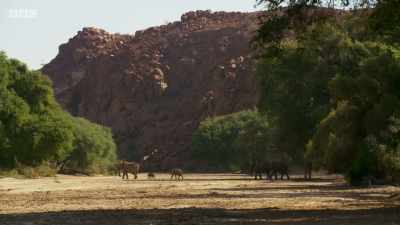 ELEPHANTS RUMBLE - Planet Earth: A Celebration