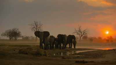 Elephants start advancing on them - In the Footsteps of Elephant