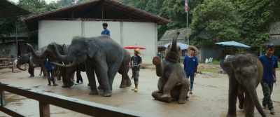 (elephants trumpeting) - The Last Tourist