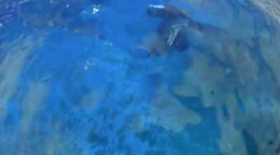 ELI (off-screen): We looked
under rock formations, - Shark Attack Files