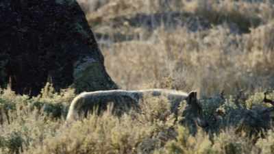 Eliminated from nearly all
of their former range. - Epic Yellowstone
