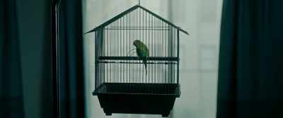 [Ellen] Opposite of free
is captive. - Sightless