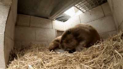 Ellie: Beavers are nocturnal,
typically, - Secrets of the Zoo