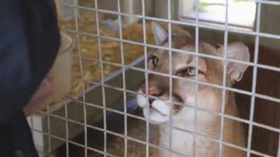 Ellie: Clark's eye problems
could lead to vision loss, - Secrets of the Zoo
