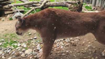 Ellie: I'll put eye drops
in any cougar's eyes, - Secrets of the Zoo