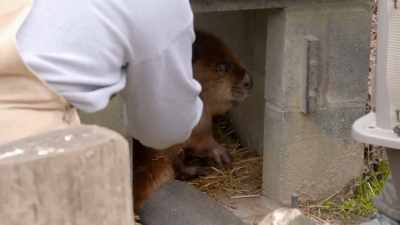 Ellie: So, we'll just regularly
put her on the schedule, - Secrets of the Zoo