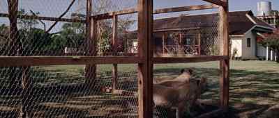 Elsa, what are you doing? - Born Free