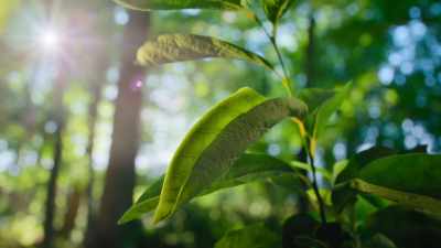 Emerging not as a butterfly, - The Secret Lives of Animals
