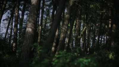 Emily!Emily! Emily!Emily! Emily! - The House Across the Street