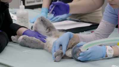 Emily: His scientific name
is lemur catta, - Secrets of the Zoo