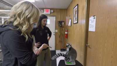Emily: Ring-tailed lemurs are
really, really intelligent, - Secrets of the Zoo