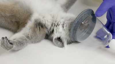 Emily: You should see him when
he wakes up from anesthesia, - Secrets of the Zoo