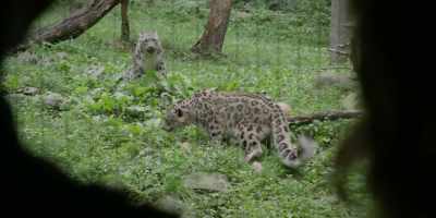 EMMA (deep voice): "You know,
just... leopard stuff." - Modern Love