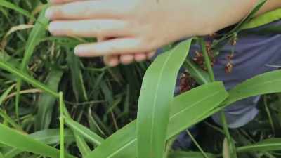 Emma: To be a farmer, - Through Our Eyes